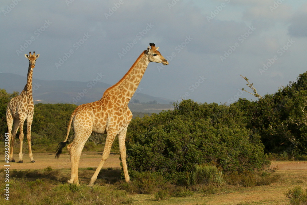 Obraz premium Two giraffes walking in the African bush at sunset.