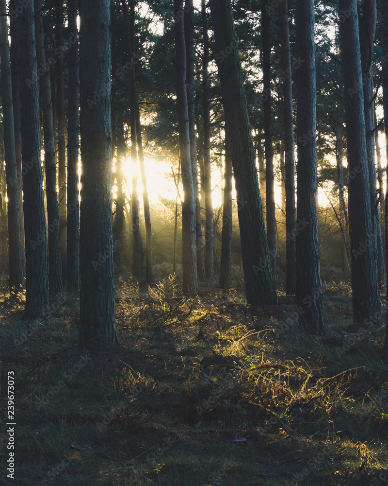 Fototapeta Wschód słońca w lesie. Wczesne poranne światło w lasach