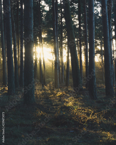 Sunrise in the forest. Early morning light in woodlands