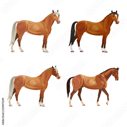 Horses in various poses