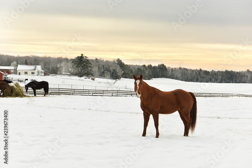 Winter view. Horses on the field eat hay  winter farm  forest in the frost on the horizon. USA. Maine.  