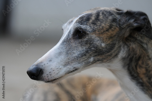 Greyhound beauty