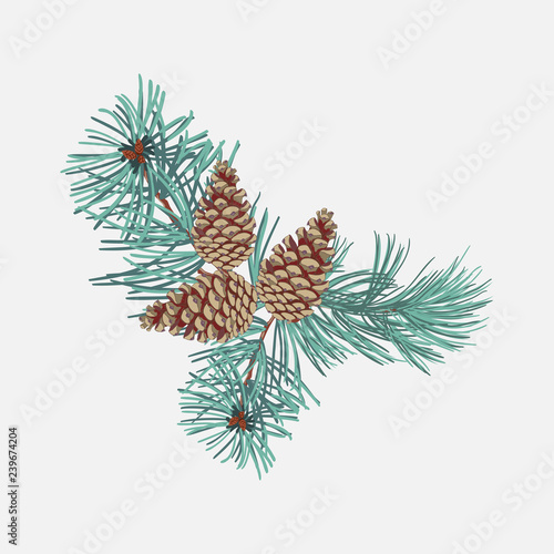 Arrangements of coniferous twigs with pine cone