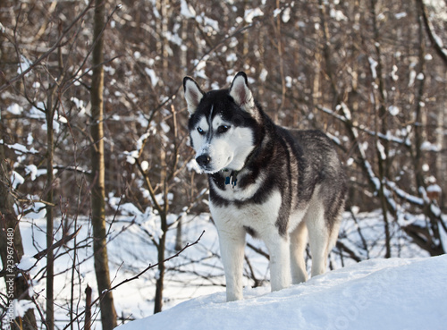 Dog breed Siberian Husky  in sunny winter forest photo