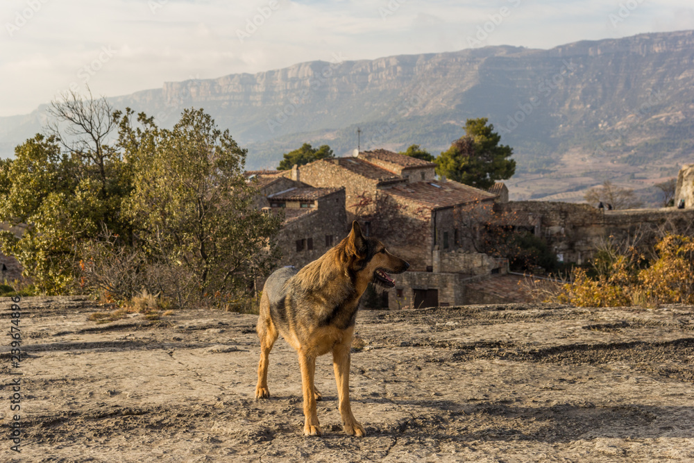 Naklejka premium Wild dog in desert environment and mountains