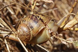 Picture of snail with shell