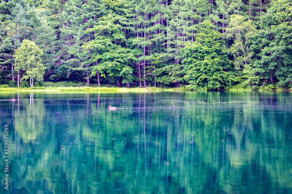 Obraz premium 上高地 大正池 長野 信州 夏 旅行 観光 名所 明神池 河童橋