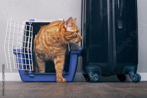 Fototapete Ginger cat in a travel crate beside a suitcase look anxiously sideways