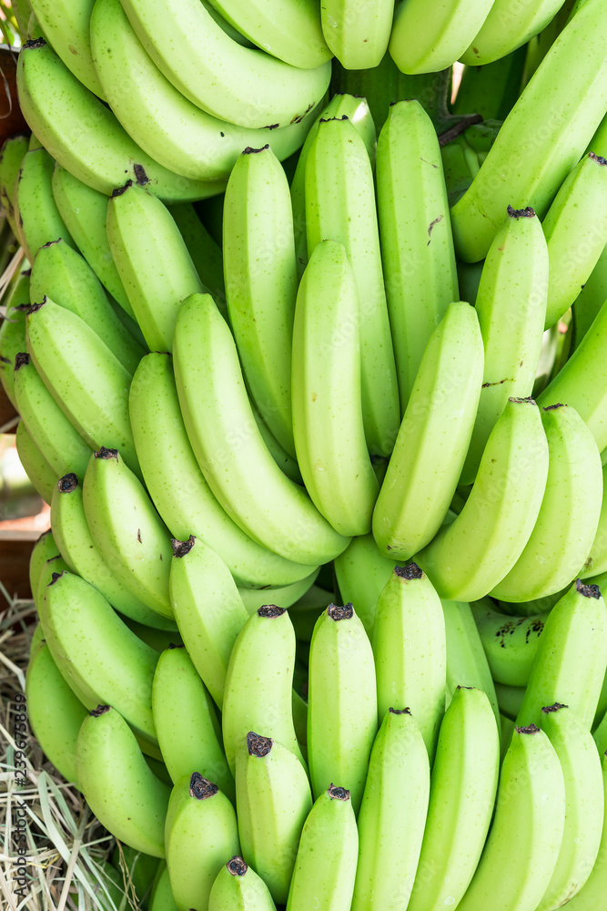 Green bunches of Cavendish banana