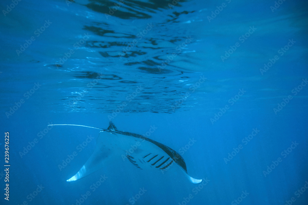 Naklejka premium Dancing manta rays in the Maldives.
