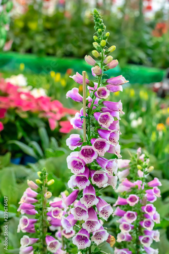 Purple foxglove (Digitalis purpurea) flowers