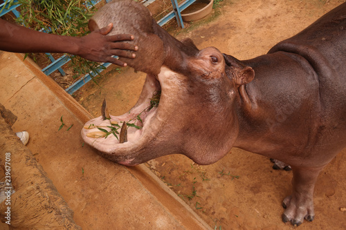 portrait of eatin hippopotamus in Niamey at Niger