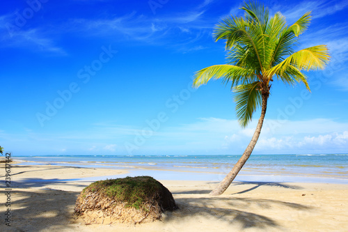 Palm tree on white tropical beach. Travel background.