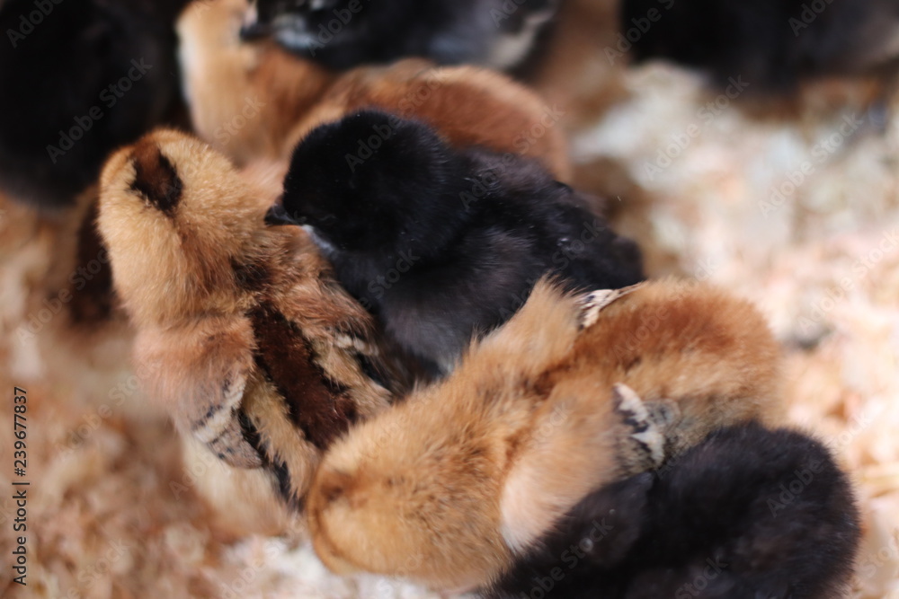 Obraz premium ひよこ