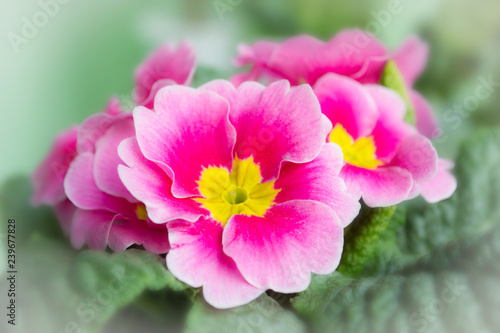 pink flowers primrose, spring, flowers, macro