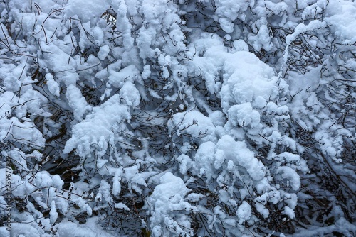 background from a set of gray tree branches under white snow