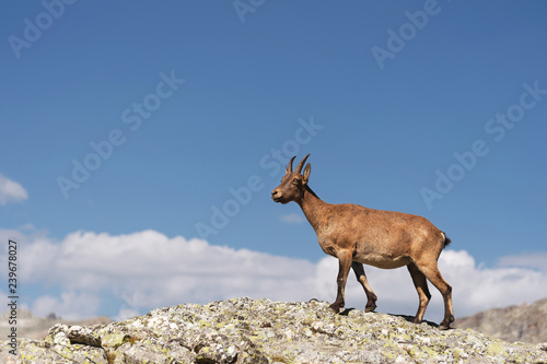 Young female alpine Capra ibex on the high rocks stone in Dombay mountains. North Caucasus. Russia