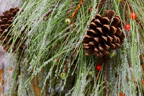 New Year's decor from green coniferous branches of the cone and red artificial berries with water drops photo