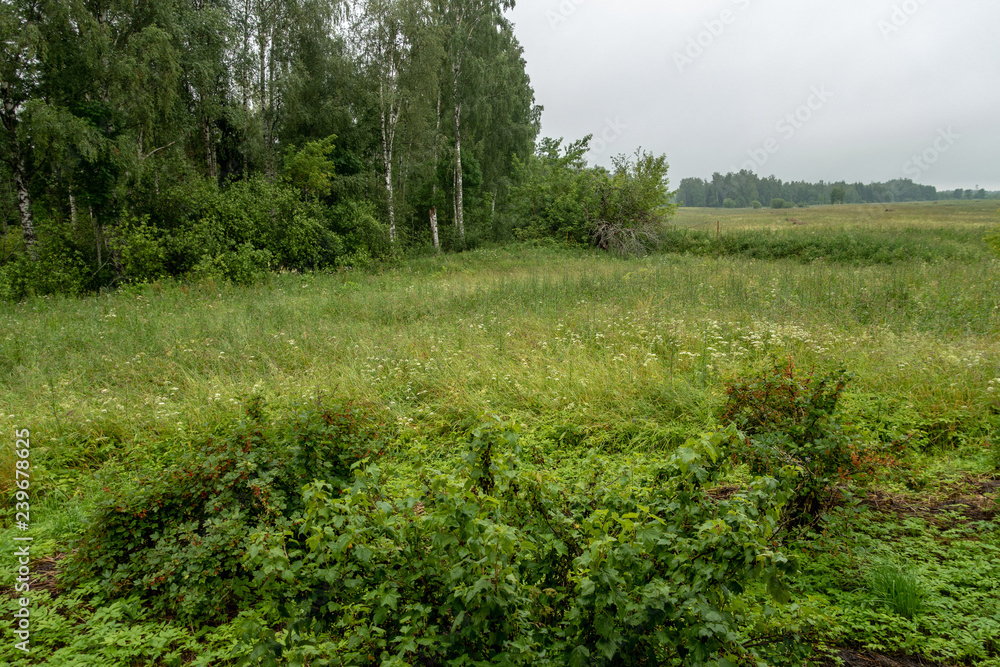 countryside yard with trees and green foliage in summer countryside yard with trees and green foliage in summer