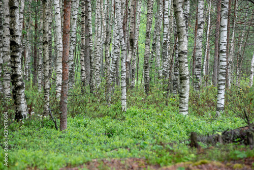 Fototapeta Naklejka Na Ścianę i Meble -  countryside yard with trees and green foliage in summer