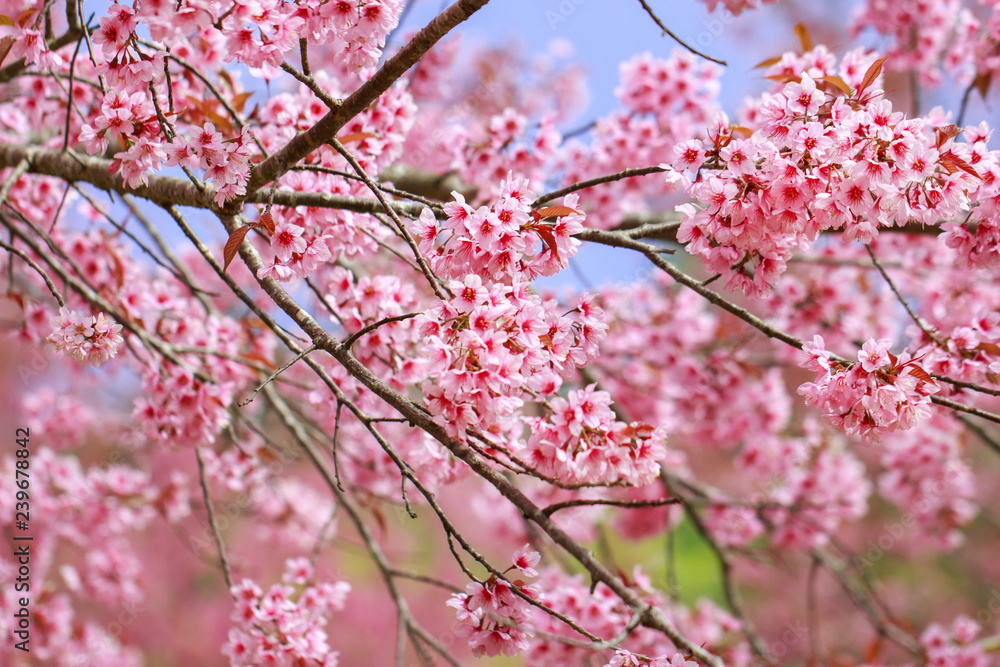Wild Himalayan Cherry Blossoms in spring season (Prunus cerasoides), Sakura in Thailand, selective focus, Phu Lom Lo, Loei, Thailand. Wild Himalayan Cherry Blossoms in spring season (Prunus cerasoides), Sakura in Thailand, selective focus, Phu Lom Lo, Loei, Thailand.