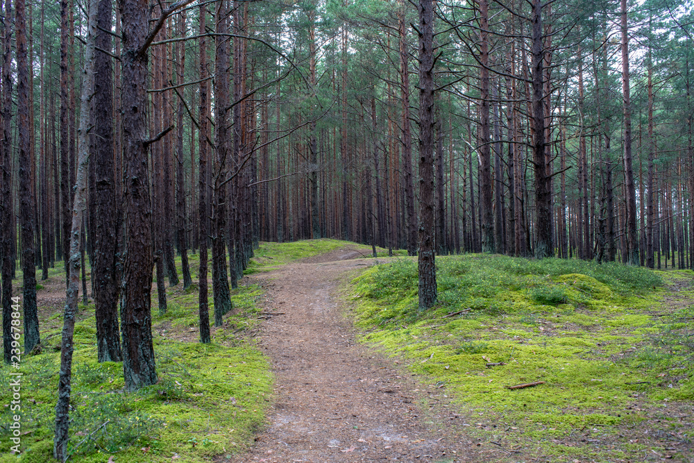 Obraz premium tourist walking footpath in green forest