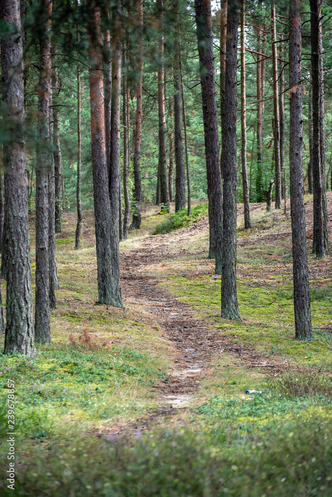 Fototapeta premium tourist walking footpath in green forest