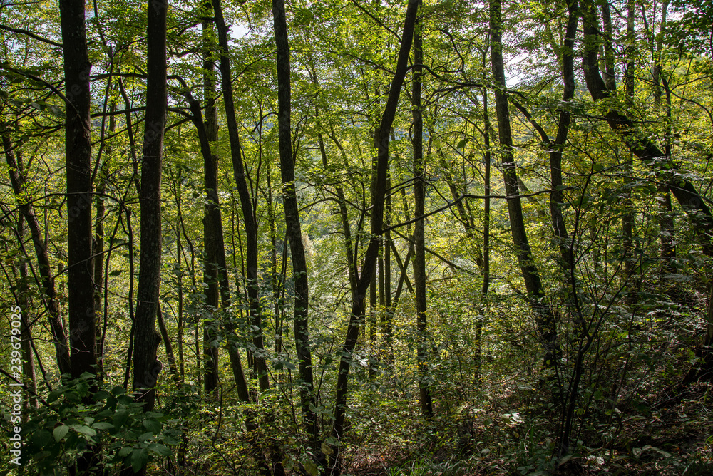 radiant sun light shining through tree branches in forest radiant sun light shining through tree branches in forest
