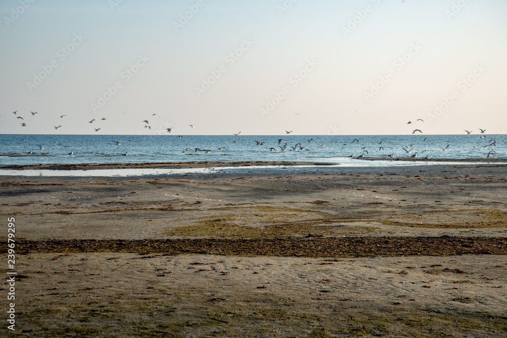 sandy sea beach with rocks and low tide in overcast day