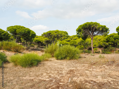 umbrella pines, spain