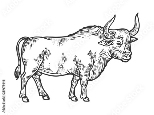 Bull rural farm animal engraving vector illustration. Scratch board style imitation. Black and white hand drawn image. © Oleksandr Pokusai