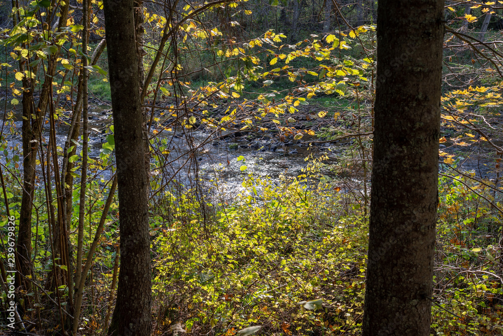 radiant sun light shining through tree branches in forest radiant sun light shining through tree branches in forest