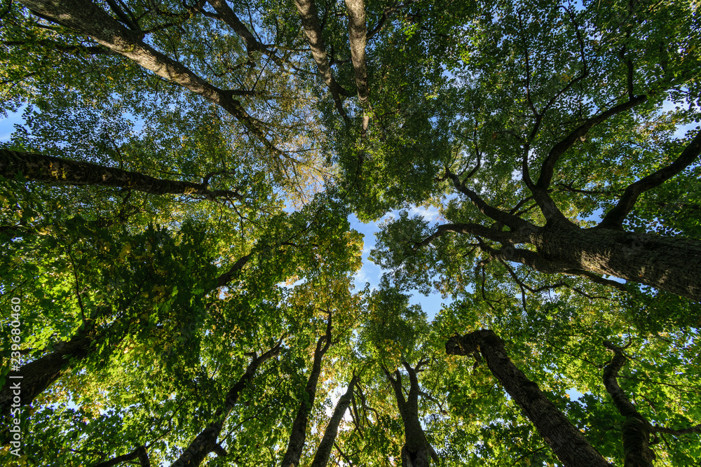 Fototapeta premium radiant sun light shining through tree branches in forest
