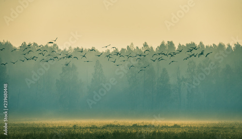 Beautiful flock of migratory goose during the sunrise near the swamp in misty morning. Autumn landscape of Latvia, Europe.