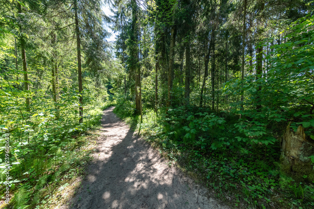 Fototapeta premium radiant sun light shining through tree branches in forest