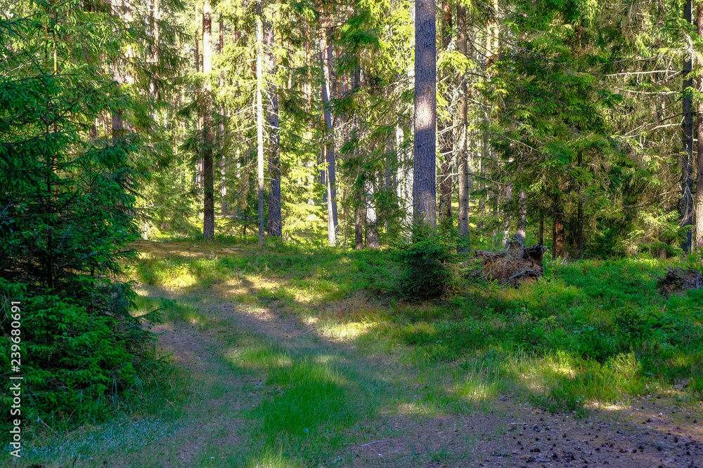 Fototapeta premium radiant sun light shining through tree branches in forest