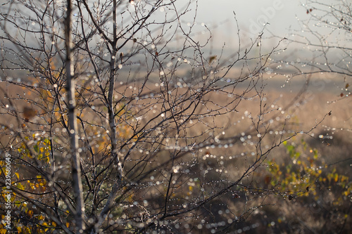 Wallpaper Mural Beautiful wet birch tree branches in the swamp during the sunrise. Autumn scenery in wetlands in Latvia, Europe. Torontodigital.ca