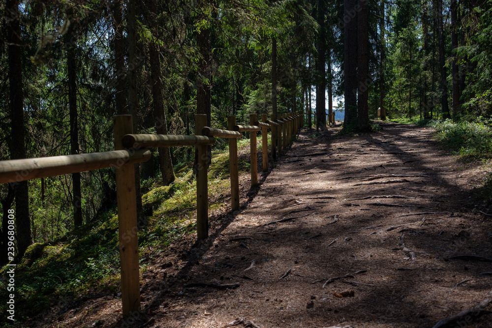 tourist walking footpath in green forest