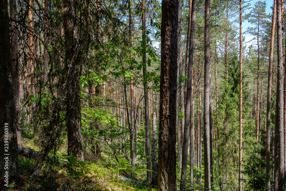 Fototapeta premium radiant sun light shining through tree branches in forest