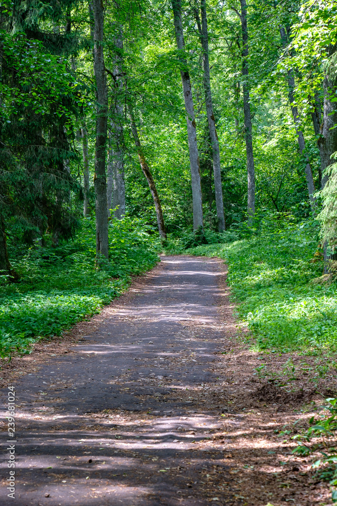 Fototapeta premium tourist walking footpath in green forest