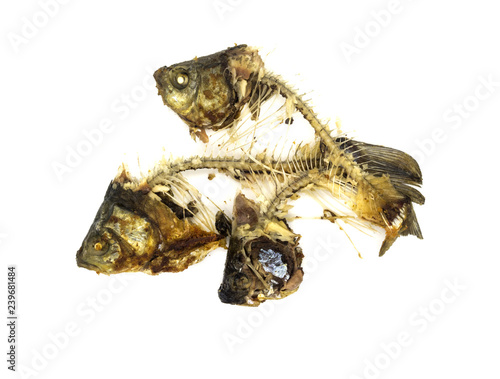 Remains of fried fish on a white background