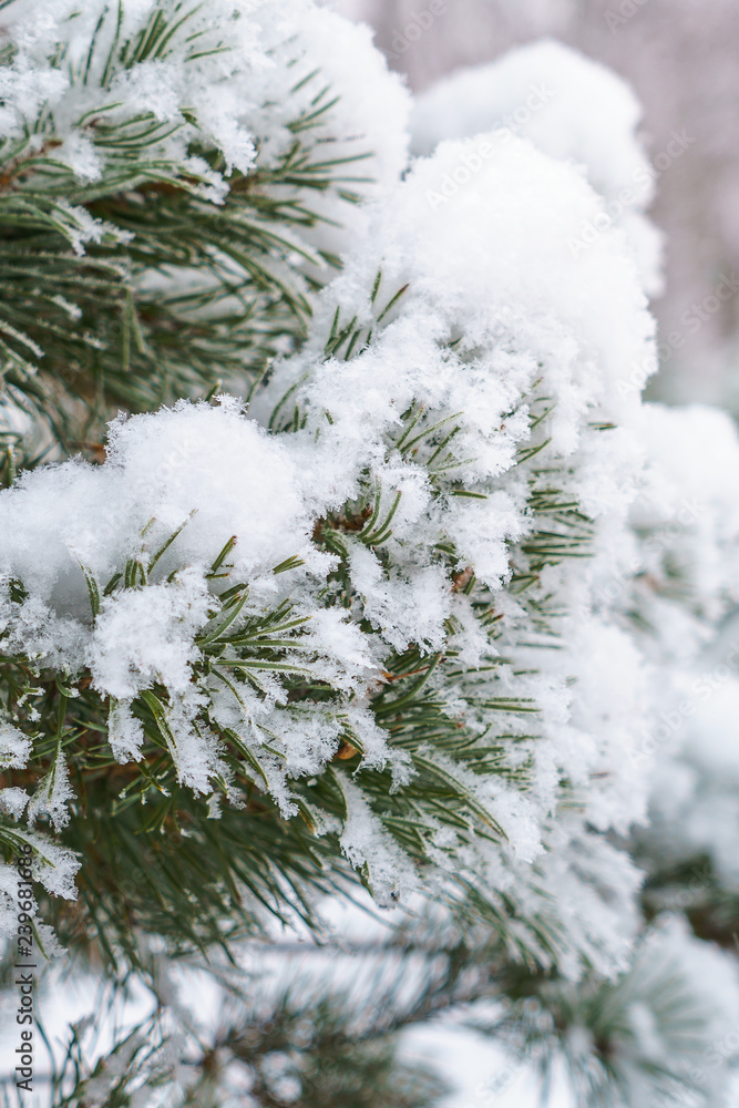 A branch of pine with green needles covered with snow