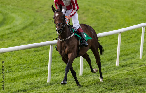 Single race horse galloping