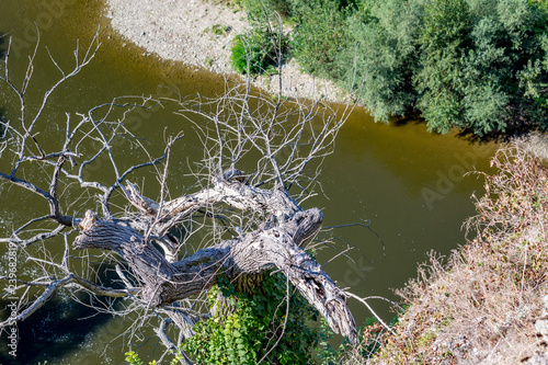 Dead weeping willow tree view from high above  calm green water of Iskar river in the background. Karlukovo  Bulgaria. Contrast bushes at the bank of the river. Sunny autumn day