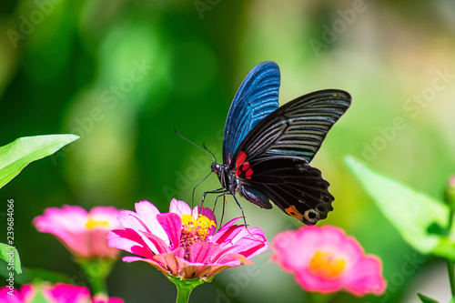 Black Butterfly on Pink Zinnia Bright colors in garden.