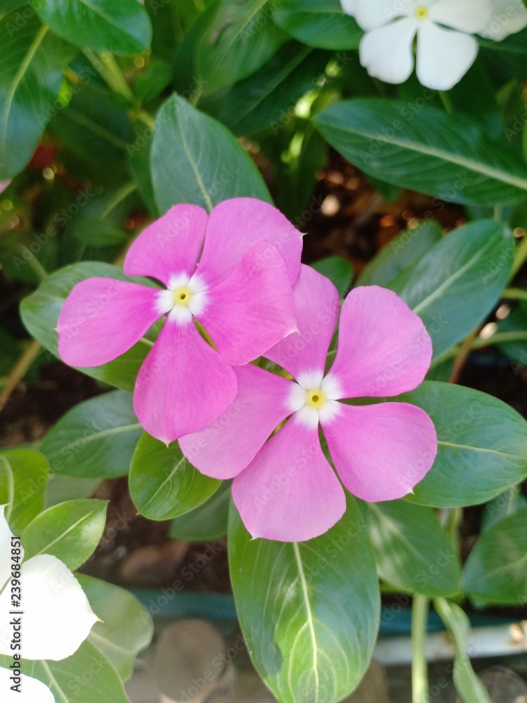 Fototapeta premium Flower in park vol.14