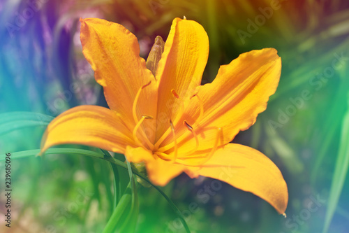 Lilies in bright surroundings. Yellow lily flowers in spring and summer. Yellow, blue, green shades around lily flowers.