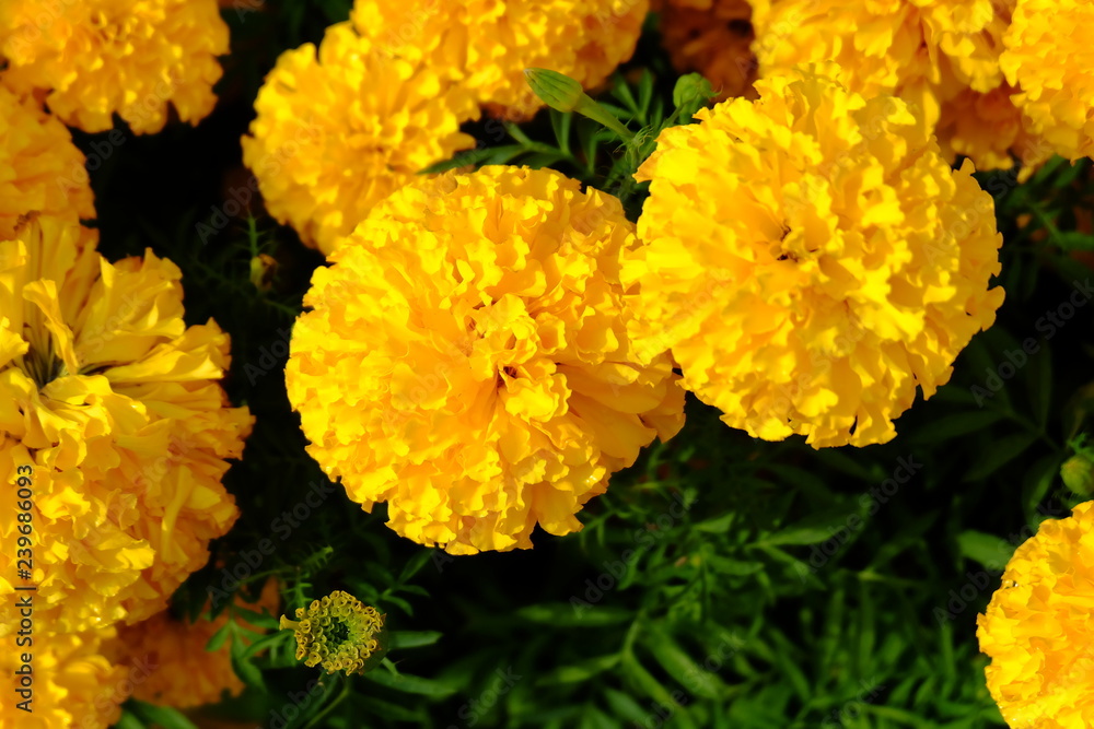 marigold marigold