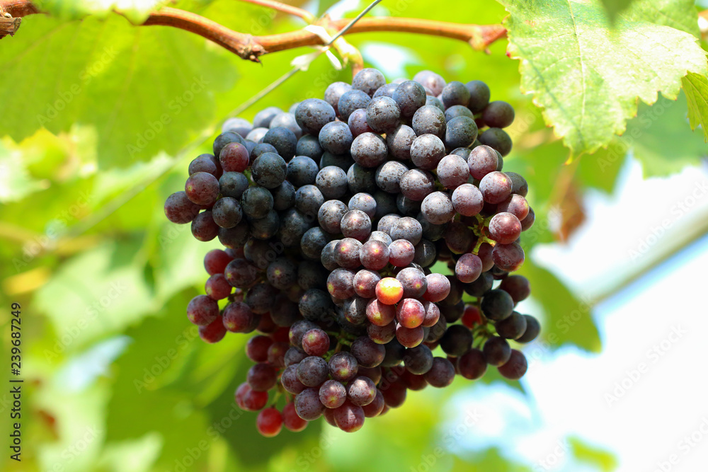 Ripe grapes hung on vineyards of grape trees. 