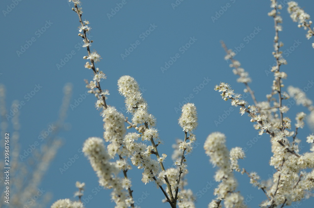 blackthorn blackthorn